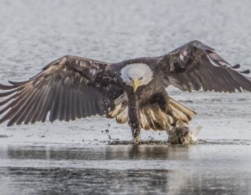 Bald eagle