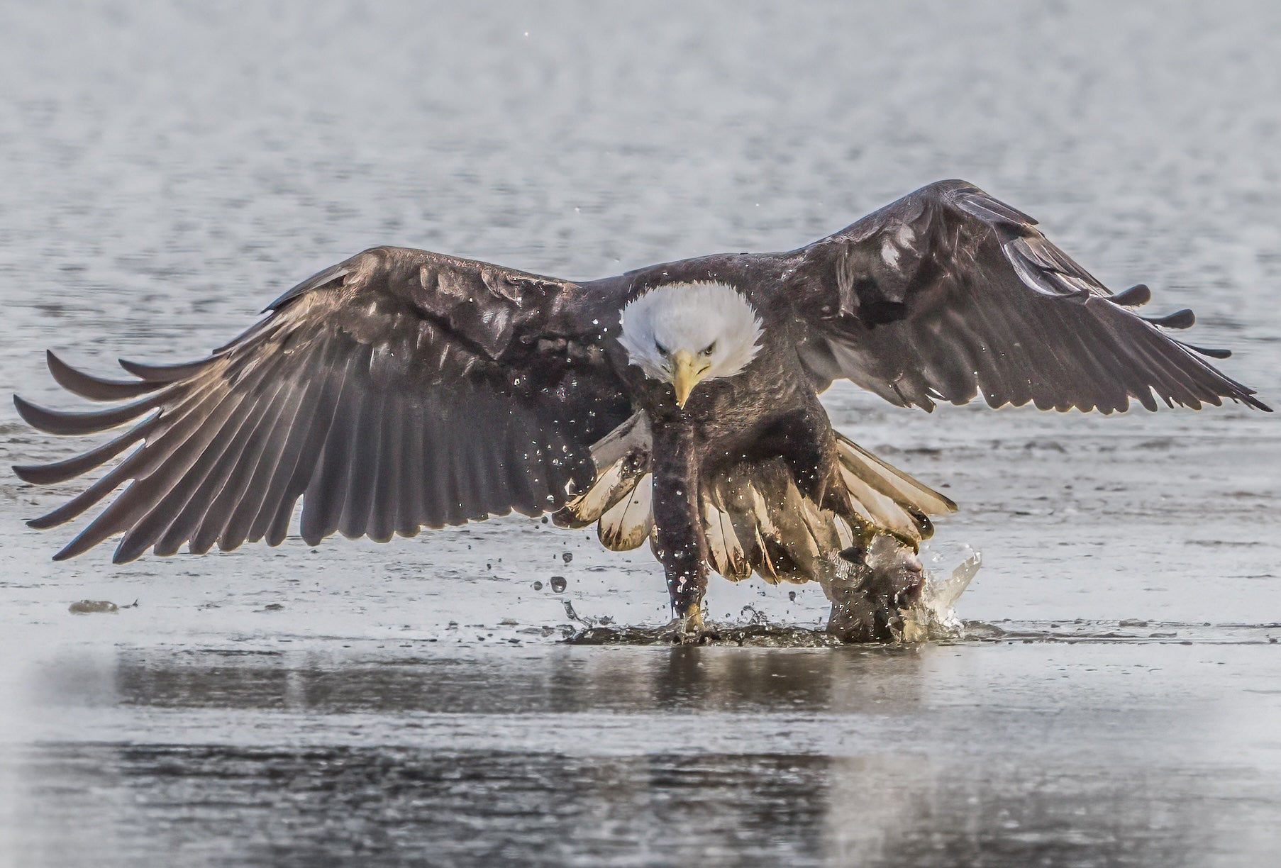 New Jersey removes bald eagles from endangered species list as populations soar