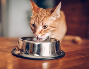 Cat eating out of bowl