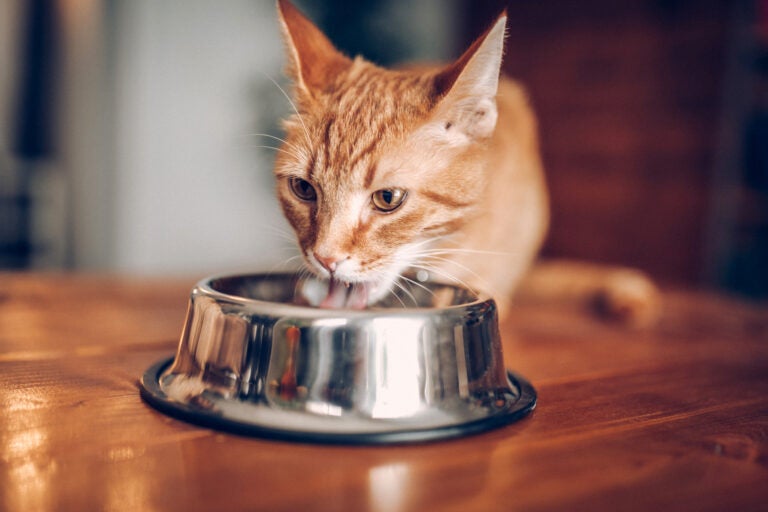 Cat eating out of bowl