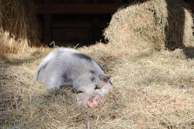 Little Ludo takes a nap at The Cow Sanctuary in Bridgeton, New Jersey. (Emily Neil/WHYY)