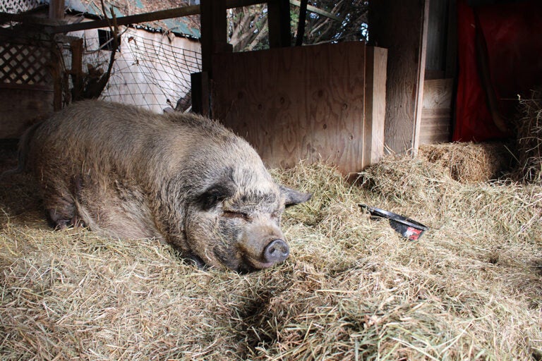 One of the pigs at The Cow Sanctuary enjoys a post-lunch nap. (Emily Neil/WHYY)