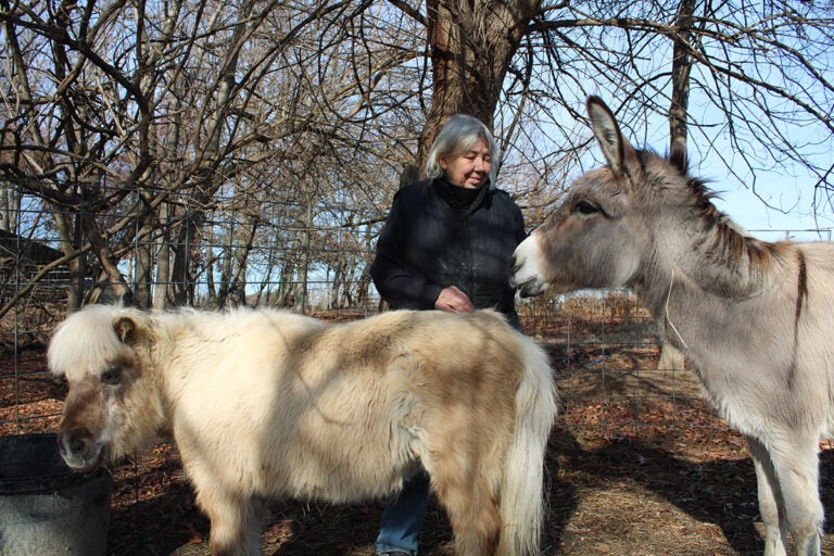 Helga Tacreiter, founder of The Cow Sanctuary, catches up with the mini horse and one of two donkeys who call the grounds home. (Emily Neil/WHYY)
