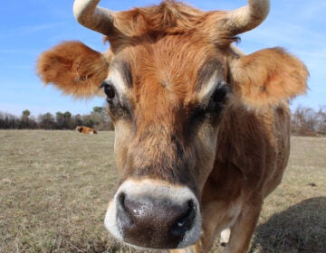 Bernie came to the sanctuary via a convent in upstate New York. (Emily Neil/WHYY)
