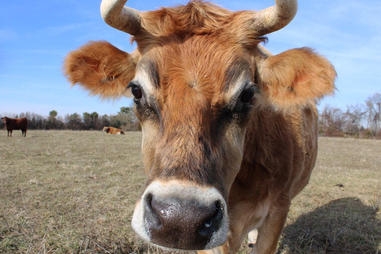 Bernie came to the sanctuary via a convent in upstate New York. (Emily Neil/WHYY)
