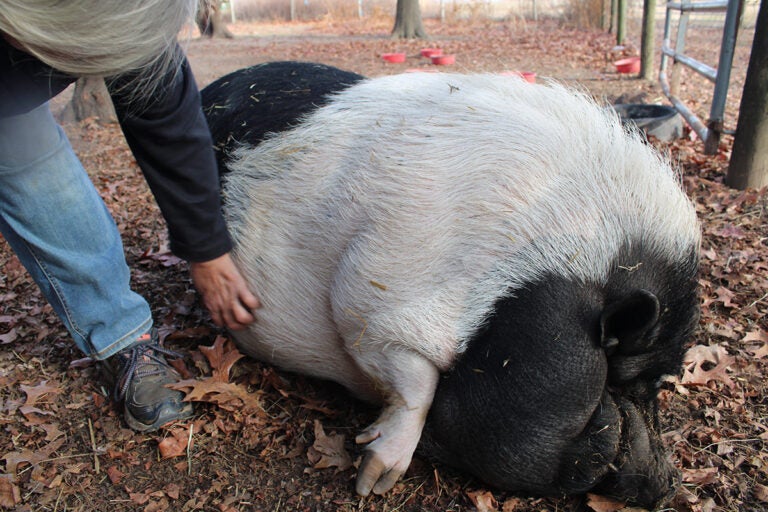 Dexter the pig was running the streets of Camden before he found a home at The Cow Sanctuary. (Emily Neil/WHYY)
