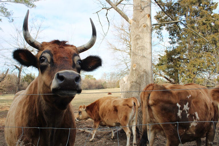 Over the past three decades, The Cow Sanctuary in Bridgeton, New Jersey, has been home to more than 150 cows. (Emily Neil/WHYY)