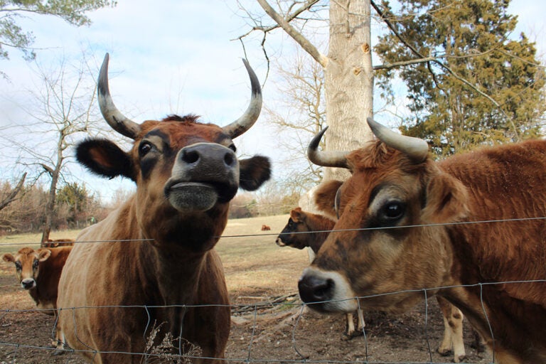 Over the past three decades, The Cow Sanctuary in Bridgeton, New Jersey, has been home to more than 150 cows. (Emily Neil/WHYY)