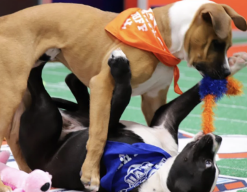 A tan puppy holds a toy in their mouth while standing over a black and white puppy