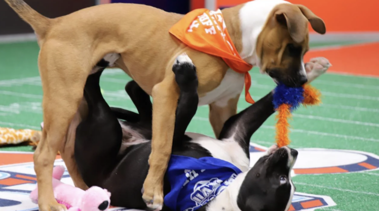 A tan puppy holds a toy in their mouth while standing over a black and white puppy