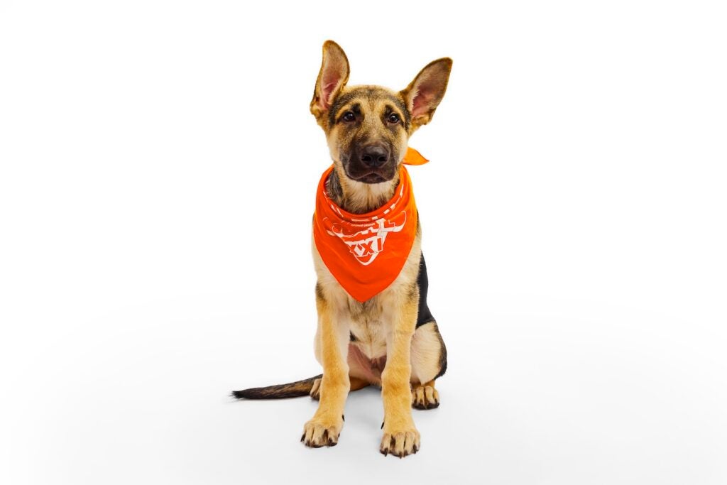 Charles the puppy sits while wearing a Team Ruff bandana for Puppy Bowl XXI