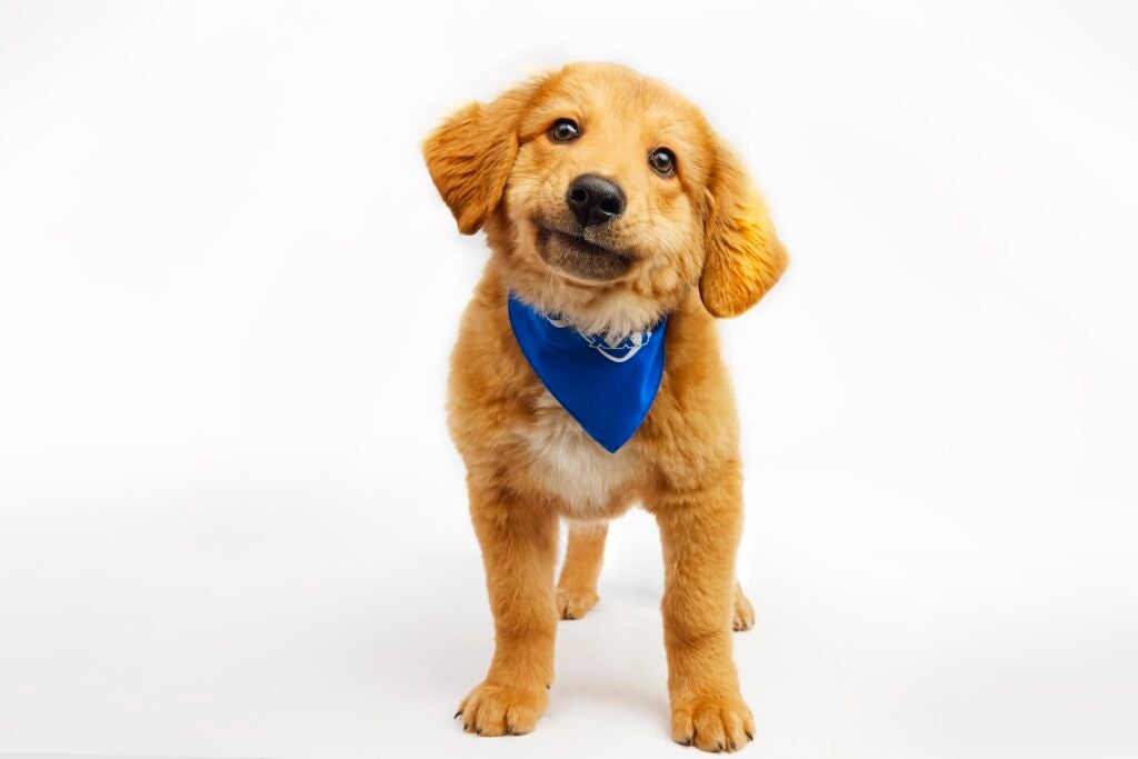 Doodle the puppy stands while wearing a Team Fluff bandana for Puppy Bowl XXI