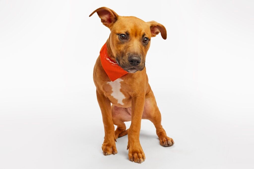 Erika the puppy stands while wearing a Team Ruff bandana for Puppy Bowl XXI