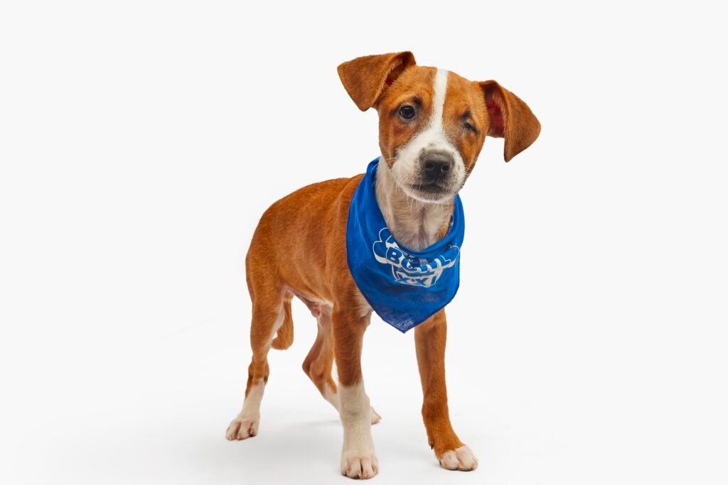 Hewett the puppy stands while wearing a Team Fluff bandana for Puppy Bowl XXI