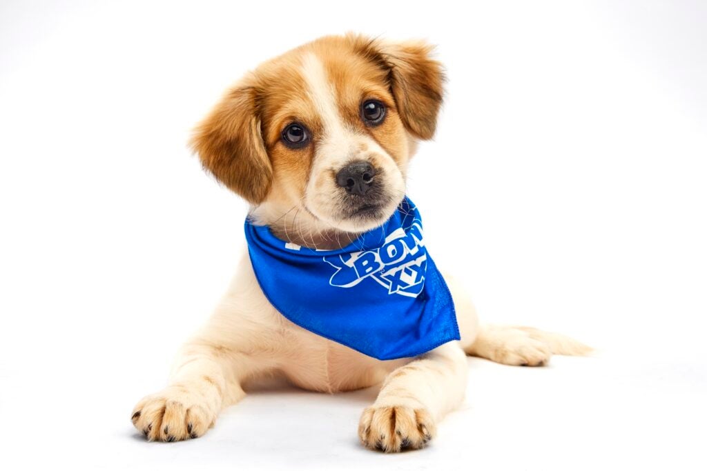 Liberty the puppy sits while wearing a Team Fluff bandana for Puppy Bowl XXI