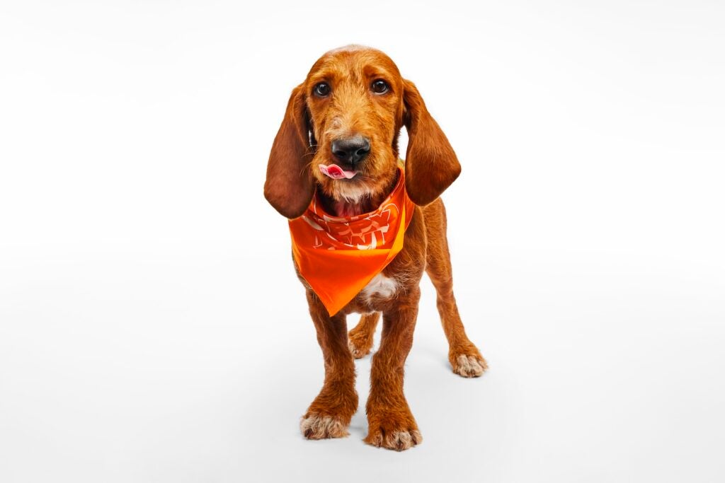 Lilly the puppy stands while wearing a Team Ruff bandana for Puppy Bowl XXI