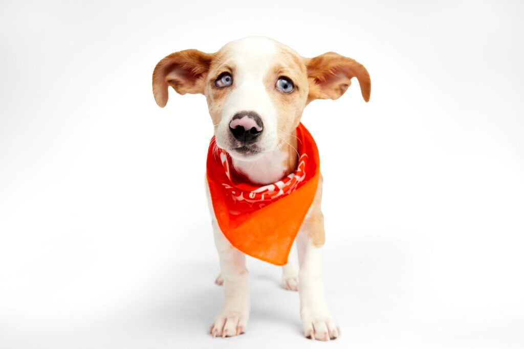 Mindy the puppy stands while wearing a Team Ruff bandana for Puppy Bowl XXI