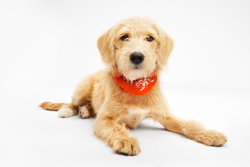 Paralee the puppy sits while wearing a Team Ruff bandana for Puppy Bowl XXI