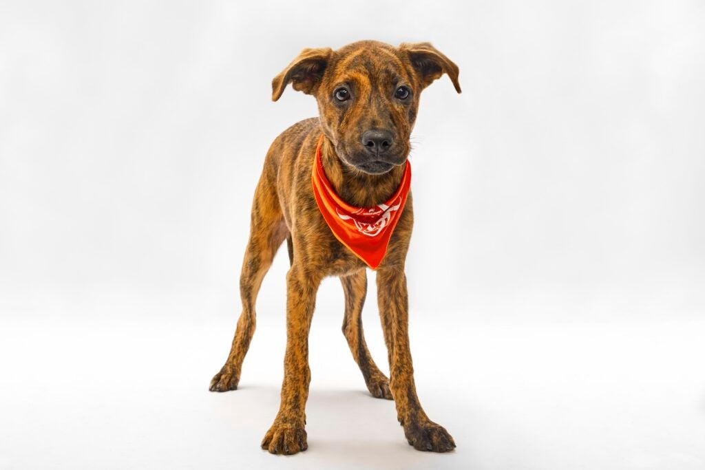 Sadie the puppy sits while wearing a Team Ruff bandana for Puppy Bowl XXI