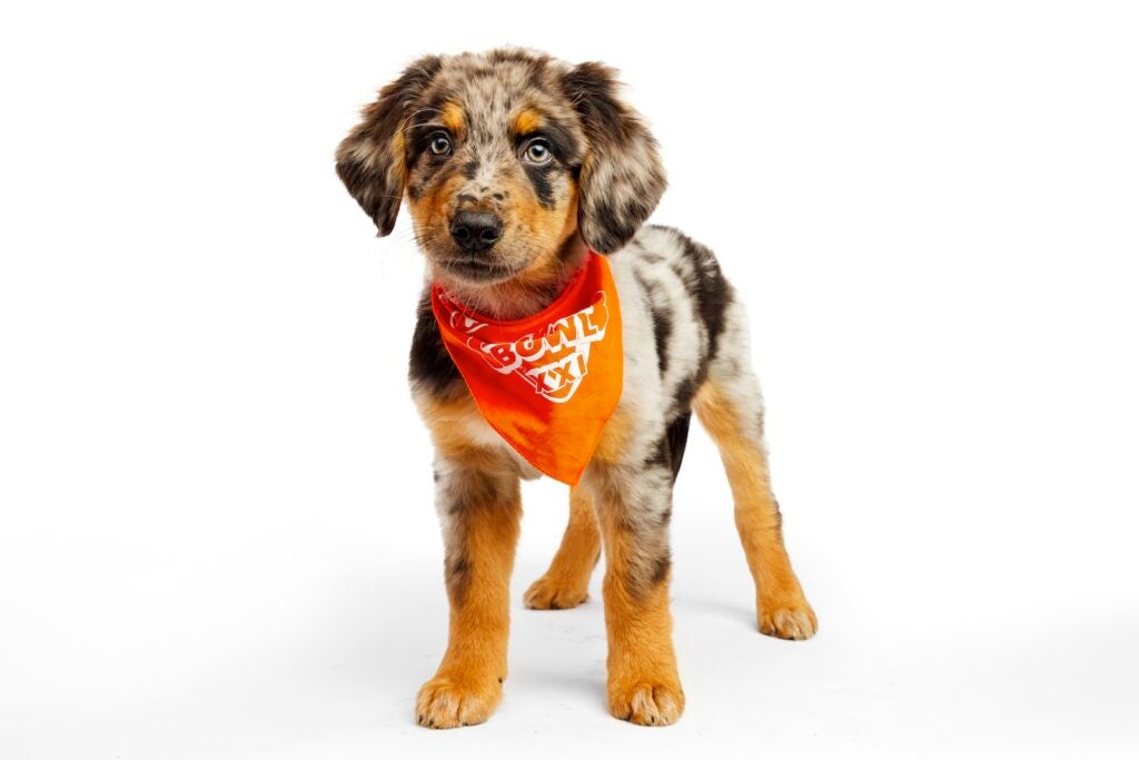 Saquon Barky the puppy sits while wearing a Team Ruff bandana for Puppy Bowl XXI