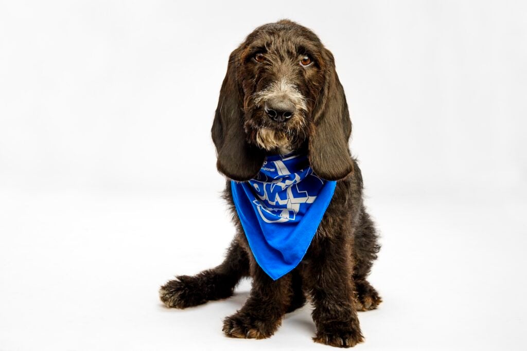 Shadow the puppy stands while wearing a Team Fluff bandana for Puppy Bowl XXI