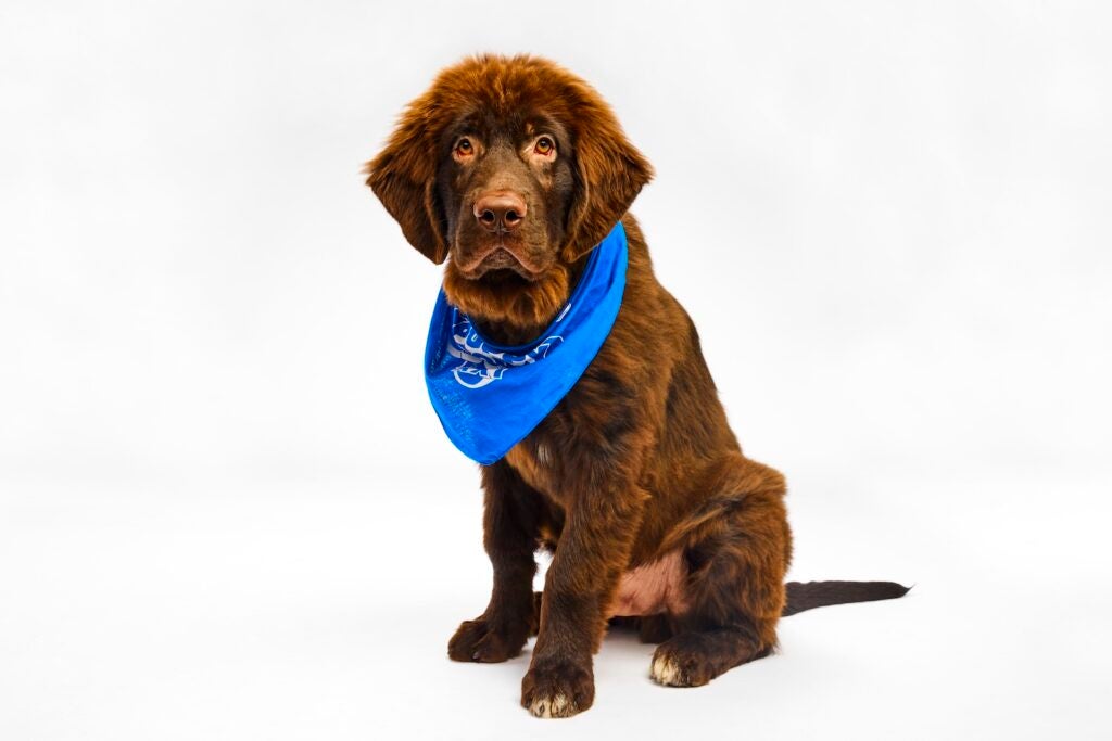 Winston the puppy stands while wearing a Team Fluff bandana for Puppy Bowl XXI