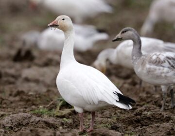 a snow goose