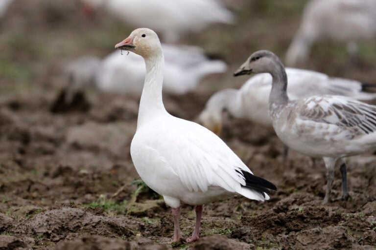 a snow goose