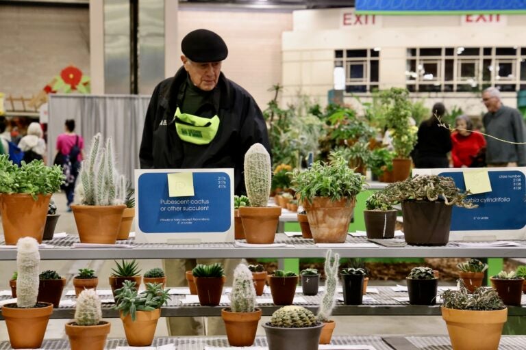 Succulents on display at the flower show