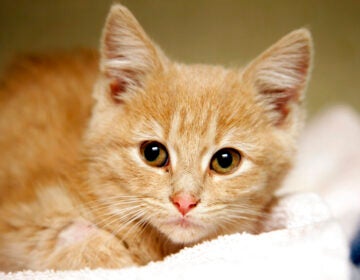 FILE - In a Friday, Nov. 14, 2014 file photo, Elsa, a kitten, recovers at the Denver Dumb Friends League animal shelter, in Denver. (AP Photo/P. Solomon Banda)