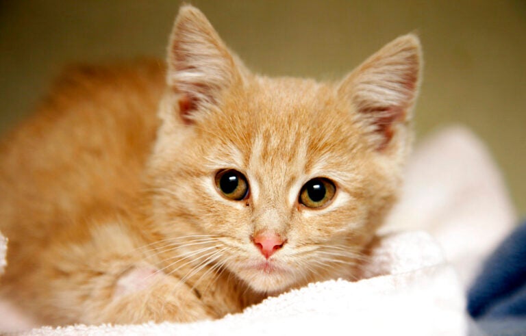 FILE - In a Friday, Nov. 14, 2014 file photo, Elsa, a kitten, recovers at the Denver Dumb Friends League animal shelter, in Denver. (AP Photo/P. Solomon Banda)