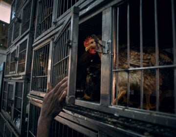 An employee closes a cage as a chicken waits to be slaughtered inside the La Granja Live Poultry Corporation store on Friday, Feb. 7, 2025, in New York. (AP Photo/Andres Kudacki)