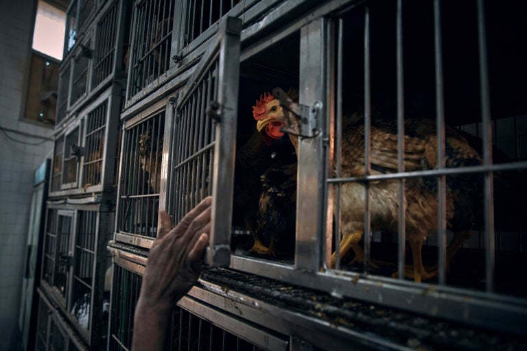 An employee closes a cage as a chicken waits to be slaughtered inside the La Granja Live Poultry Corporation store on Friday, Feb. 7, 2025, in New York. (AP Photo/Andres Kudacki)