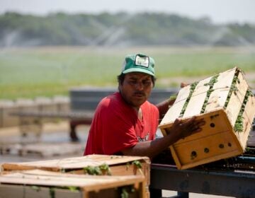 A farmer worker stacking crates of vegetables