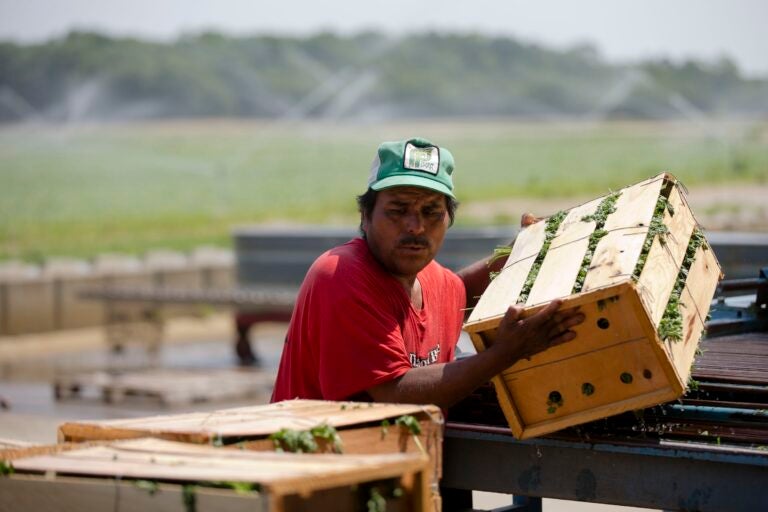 A farmer worker stacking crates of vegetables