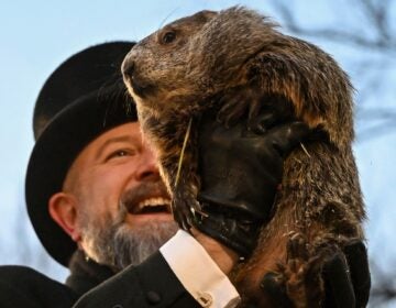 Groundhog Club handler A.J. Dereume holds Punxsutawney Phil