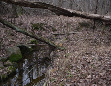 Behind Mike Ingram’s home, a quiet forest leads to Folk Memorial Park, where seasonal changes bring stark contrasts — winter’s bare trees and fallen branches give way to a lush, thriving habitat in the warmer months. (Courtesy Mike Ingram)