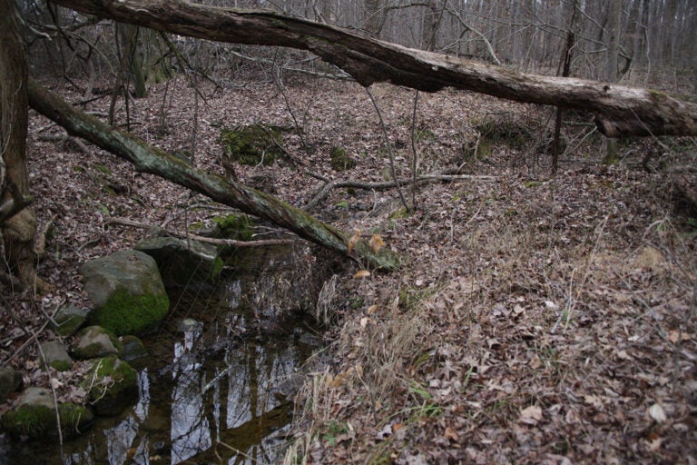 Behind Mike Ingram’s home, a quiet forest leads to Folk Memorial Park, where seasonal changes bring stark contrasts — winter’s bare trees and fallen branches give way to a lush, thriving habitat in the warmer months. (Courtesy Mike Ingram)