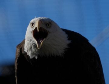 a bald eagle screeching