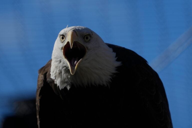 a bald eagle screeching