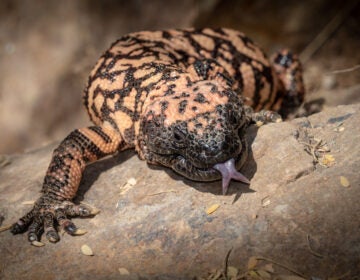 The Gila monster is a venomous lizard found in the Southwestern U.S. and northwestern Mexico’s Sonora. (Bigstock/Jay Pierstorff)