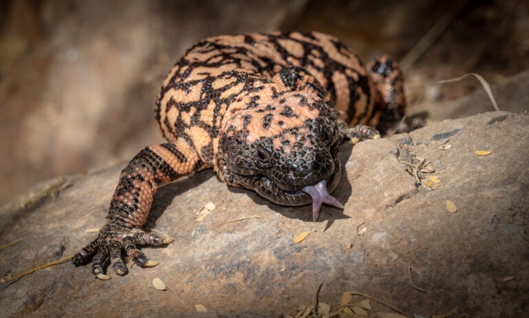 The Gila monster is a venomous lizard found in the Southwestern U.S. and northwestern Mexico’s Sonora. (Bigstock/Jay Pierstorff)