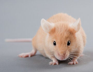 Researchers often use the forced swim test on mice to measure the effectiveness of antidepressants. (Bigstock/Kovalvs)