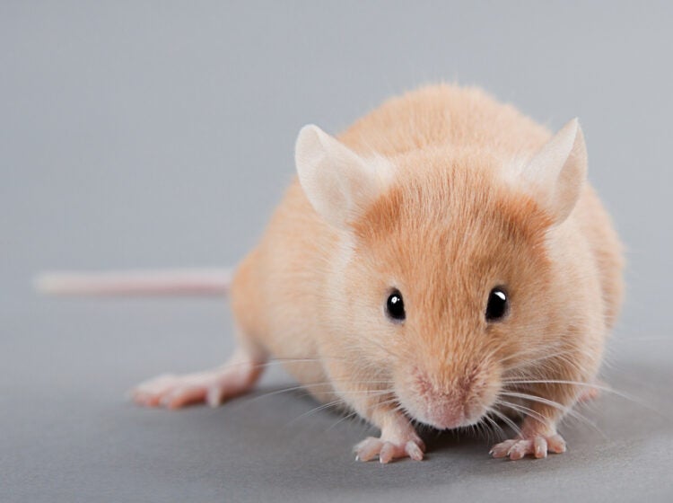 Researchers often use the forced swim test on mice to measure the effectiveness of antidepressants. (Bigstock/Kovalvs)