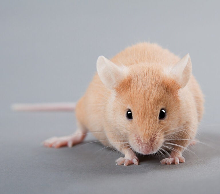 Researchers often use the forced swim test on mice to measure the effectiveness of antidepressants. (Bigstock/Kovalvs)