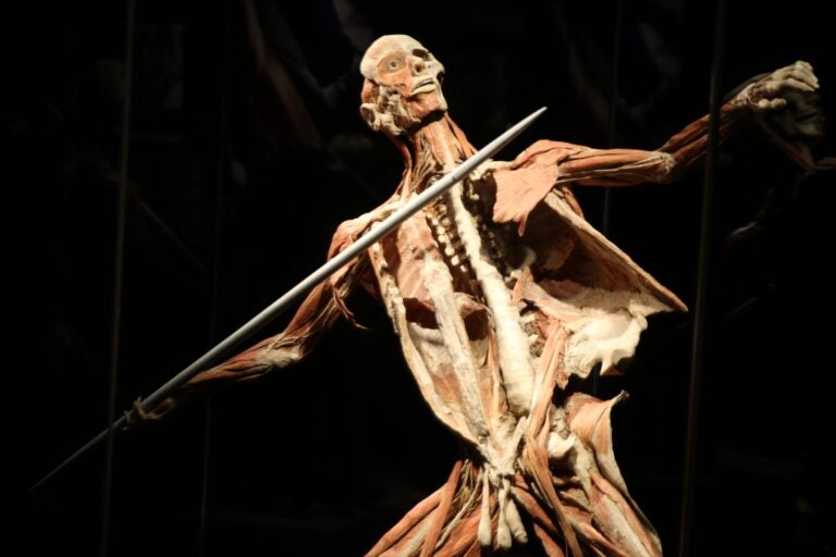 a close-up of a plastinate of a human with a spear