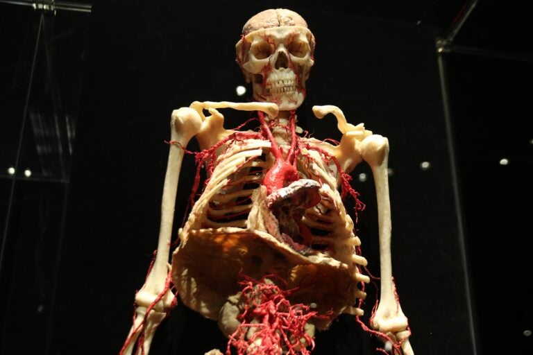 a close-up of a plastinate of a human face and torso