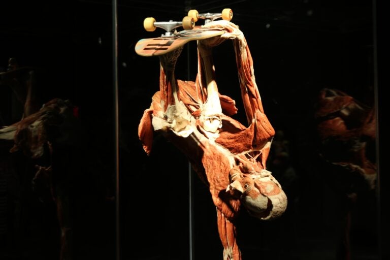 a close-up of a plastinate of a human on a skateboard