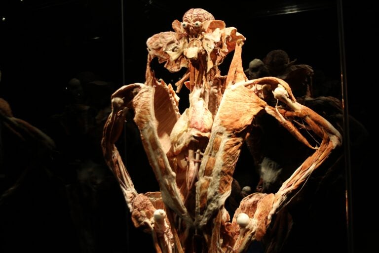 a close-up of a plastinate of a torso