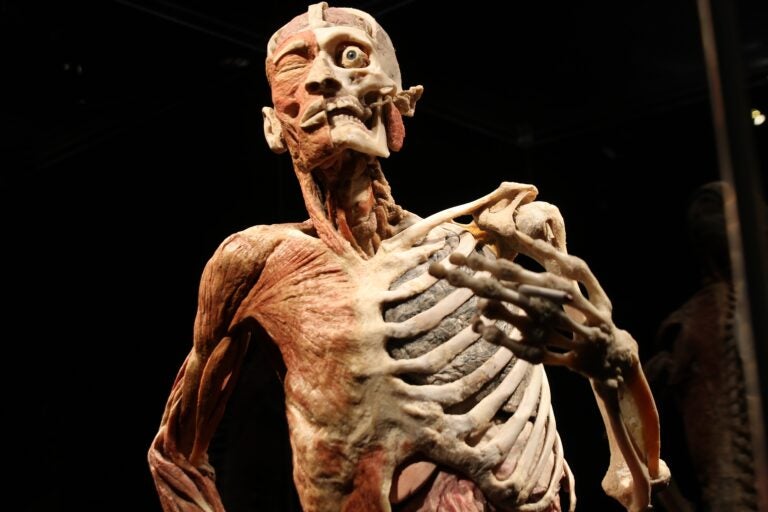 a close-up of a plastinate of a head and torso